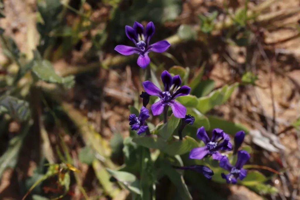 Violet Kabong