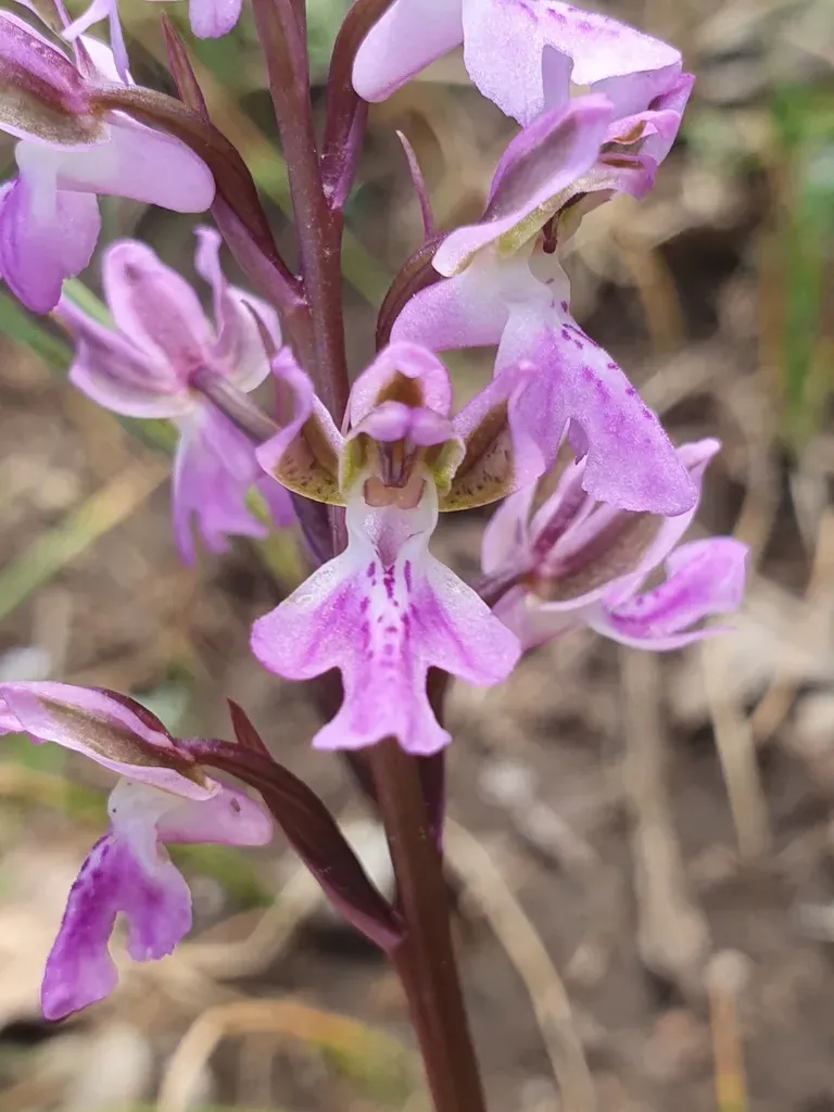 Orchis Patens