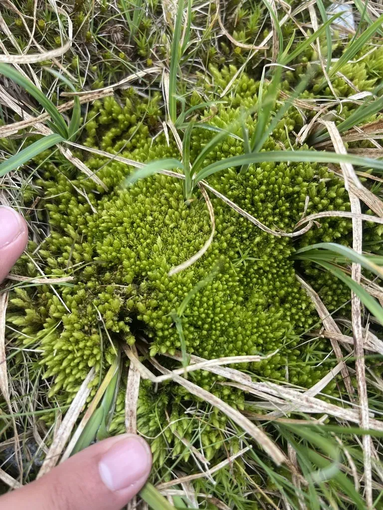 Turgid Aulacomnium Moss