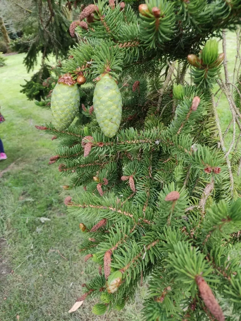 Tiger-tail Spruce