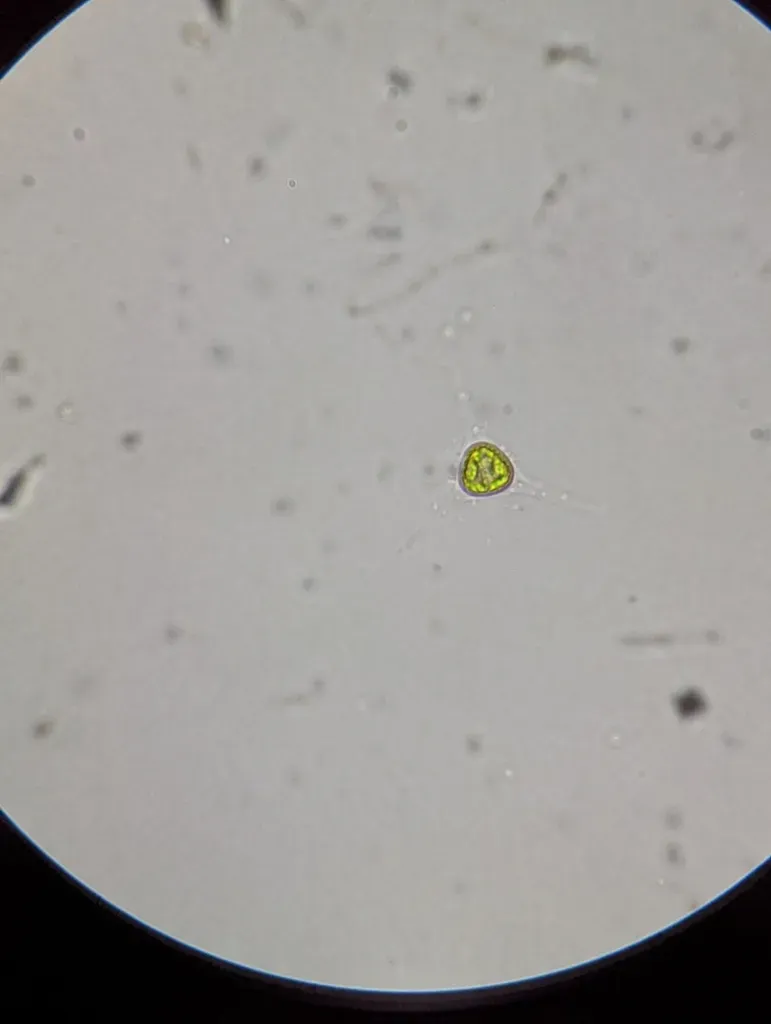 Treubaria Triappendiculata