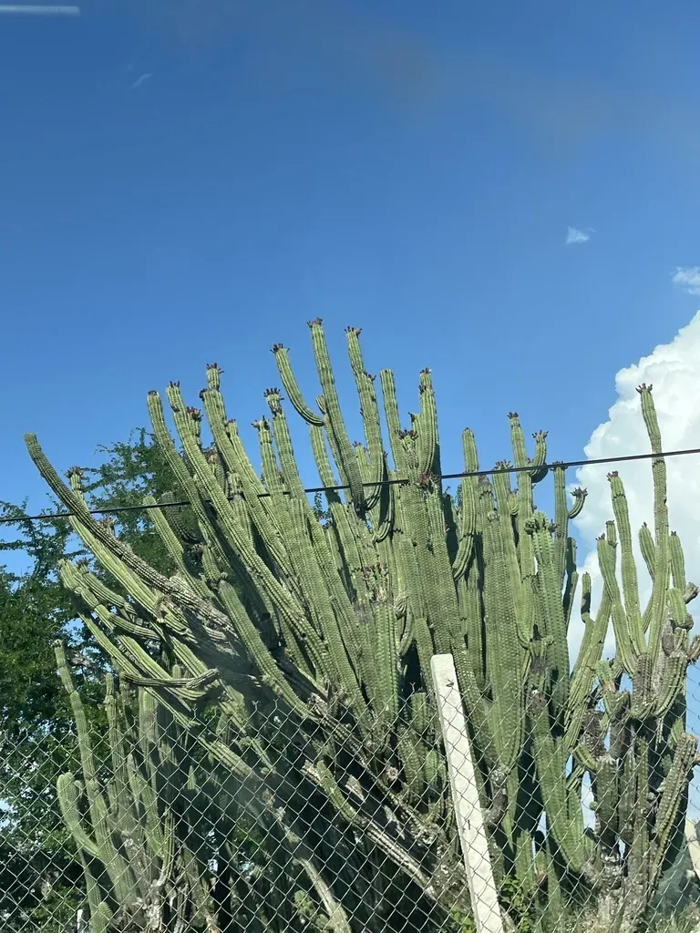 Stenocereus Pruinosus