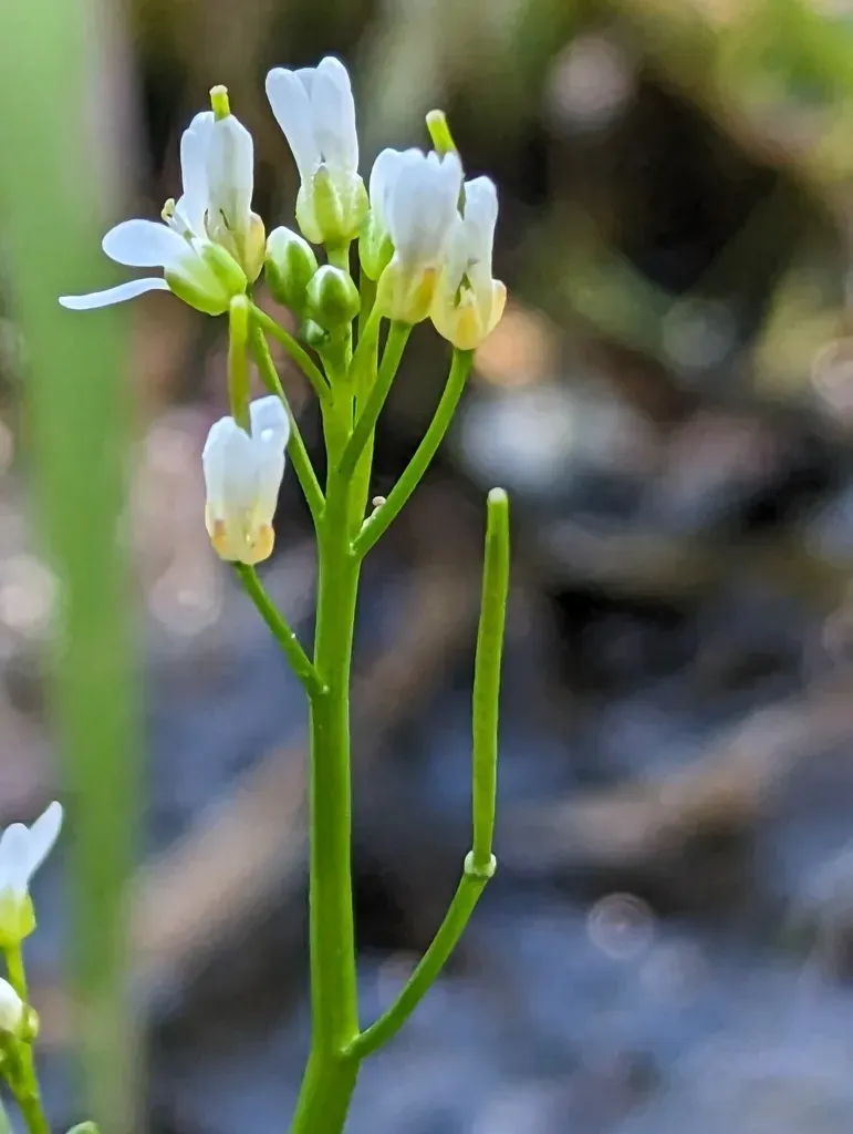 Brewer's Bittercress