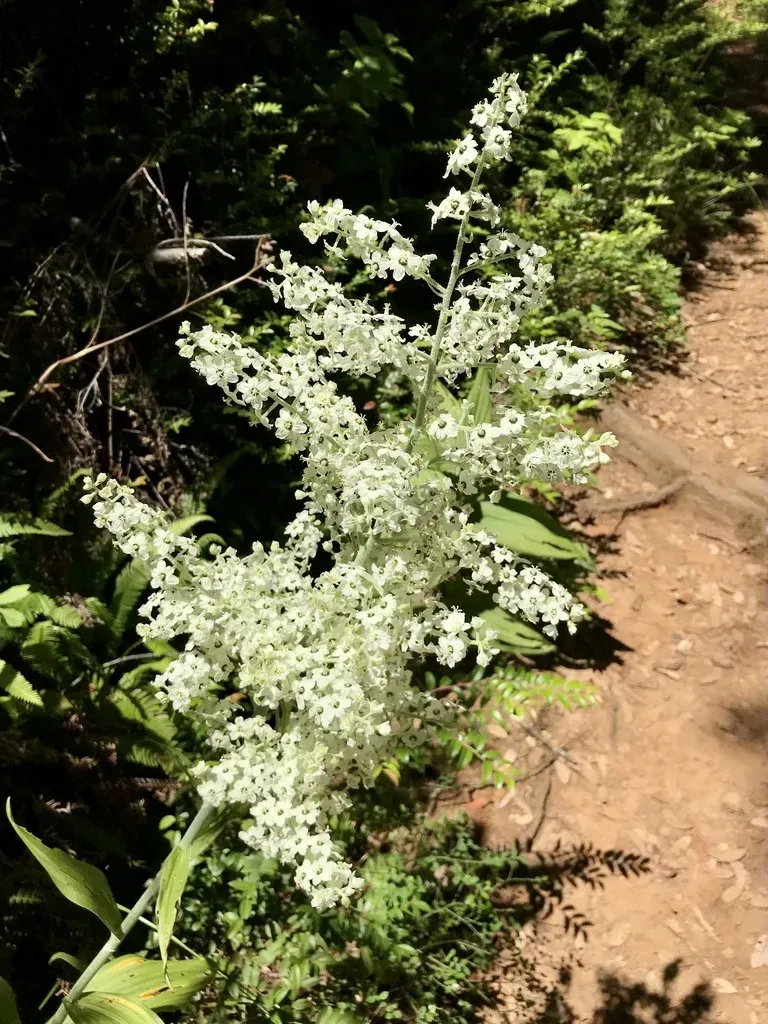 Siskiyou False-hellebore