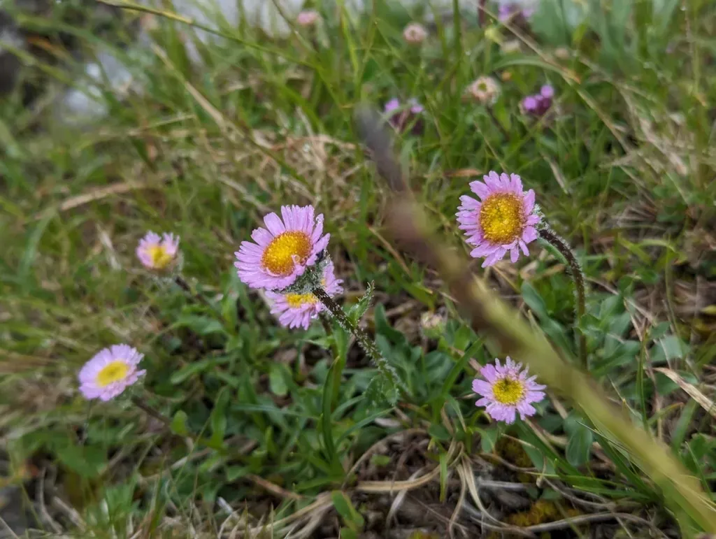 Alpine Fleabane