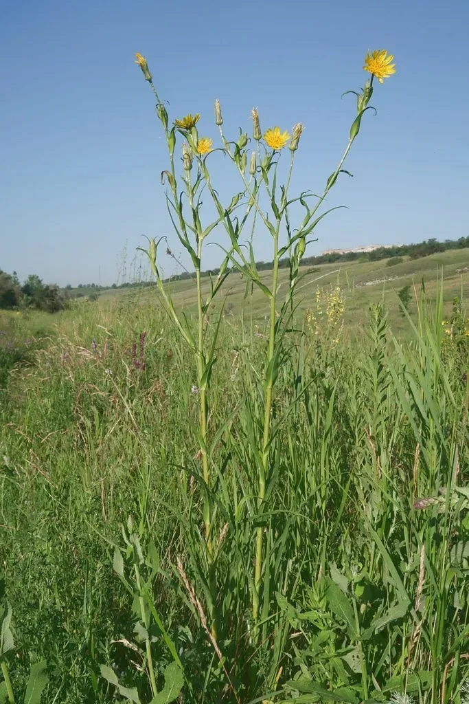 Tragopogon Dasyrhynchus