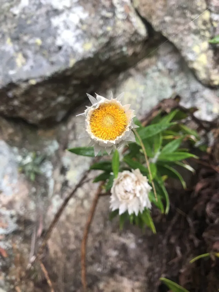 Coronidium Lindsayanum