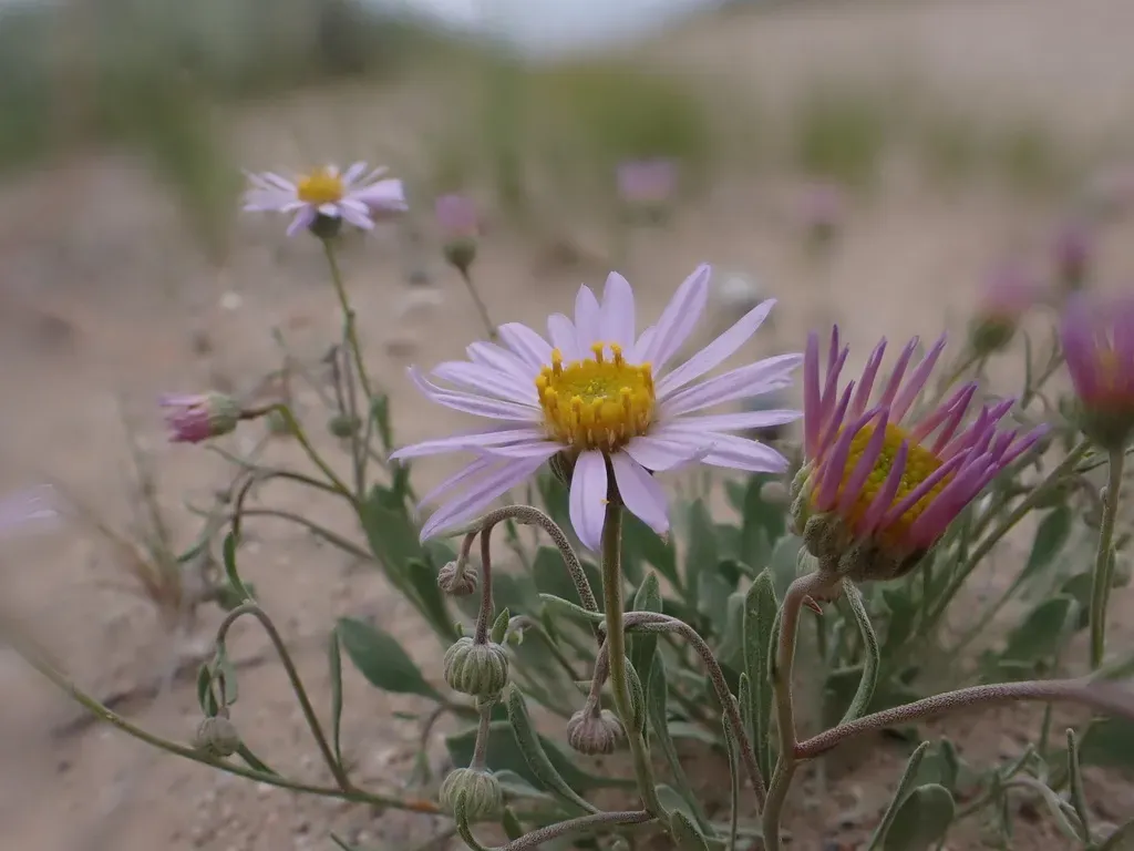 Tweedy's Fleabane
