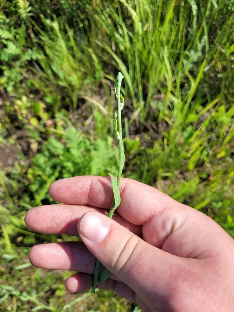 Chondrilla Latifolia