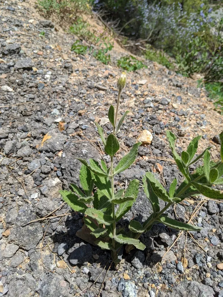 Shasta County Arnica