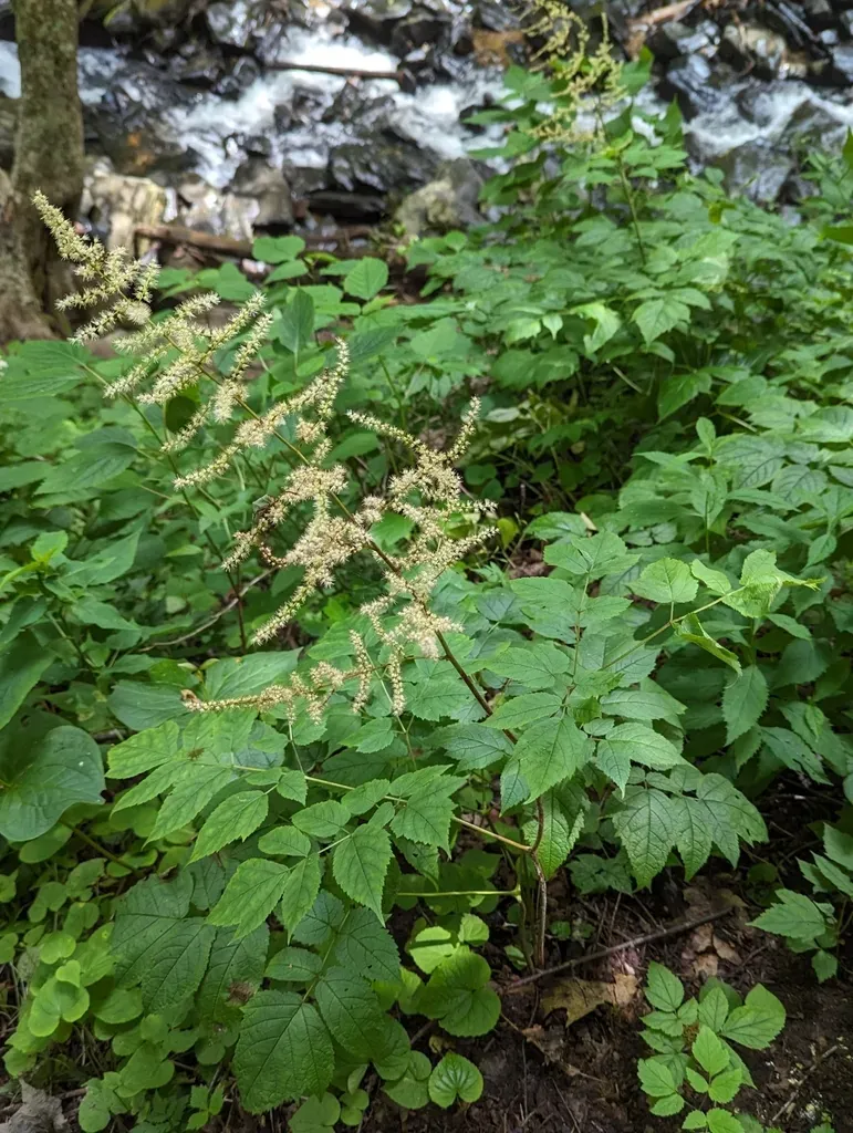 Appalachian False Goat's Beard