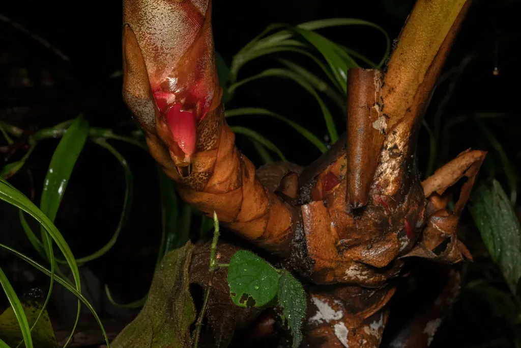 Hornstedtia Gracilis