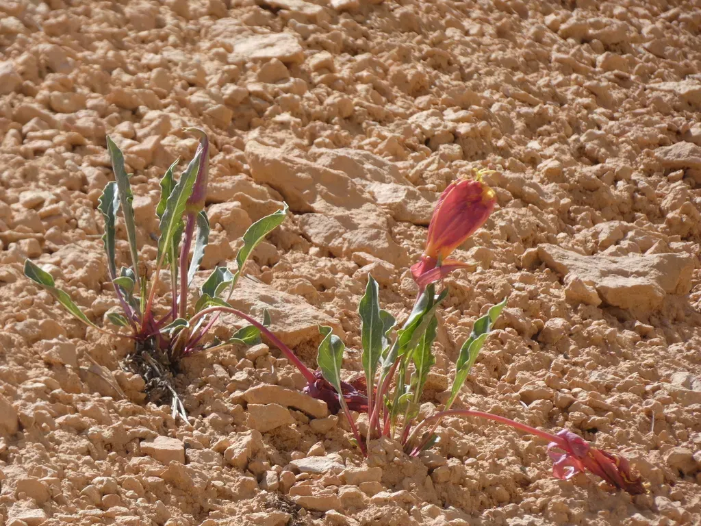 Howard's Evening Primrose