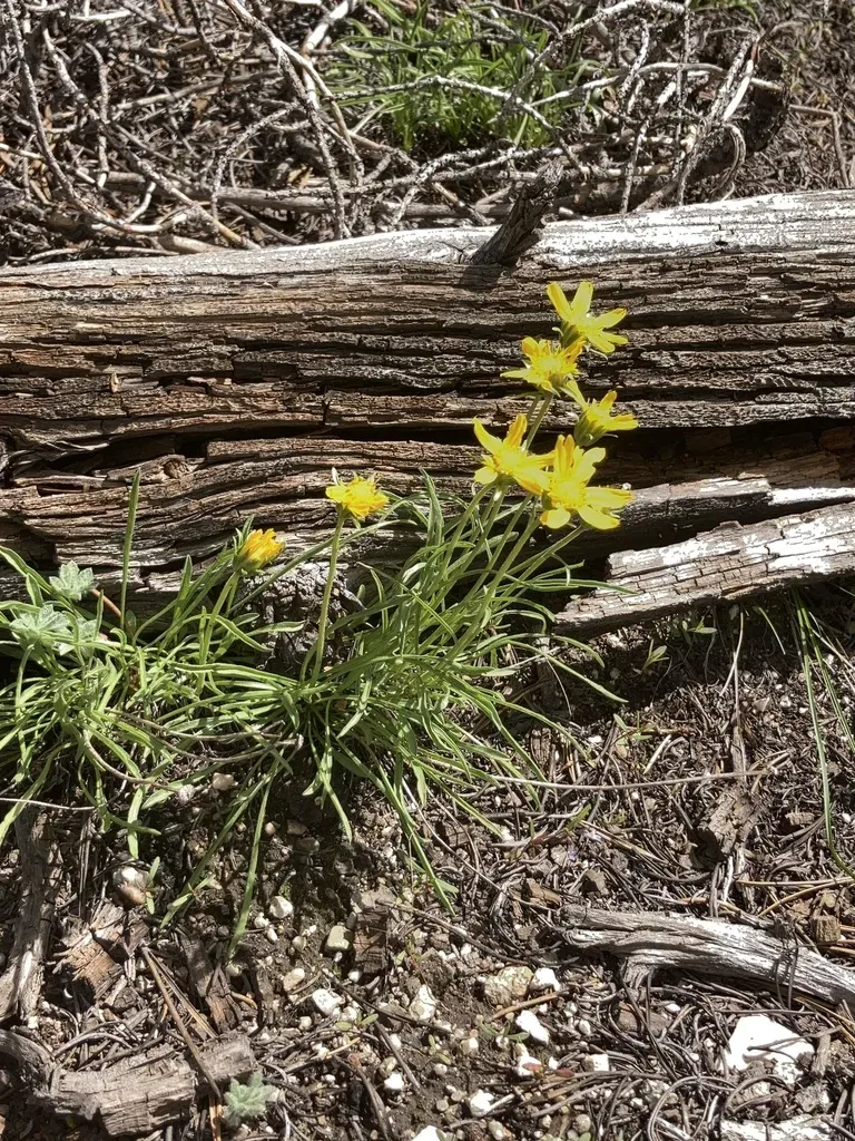 Woolly Mock Goldenweed