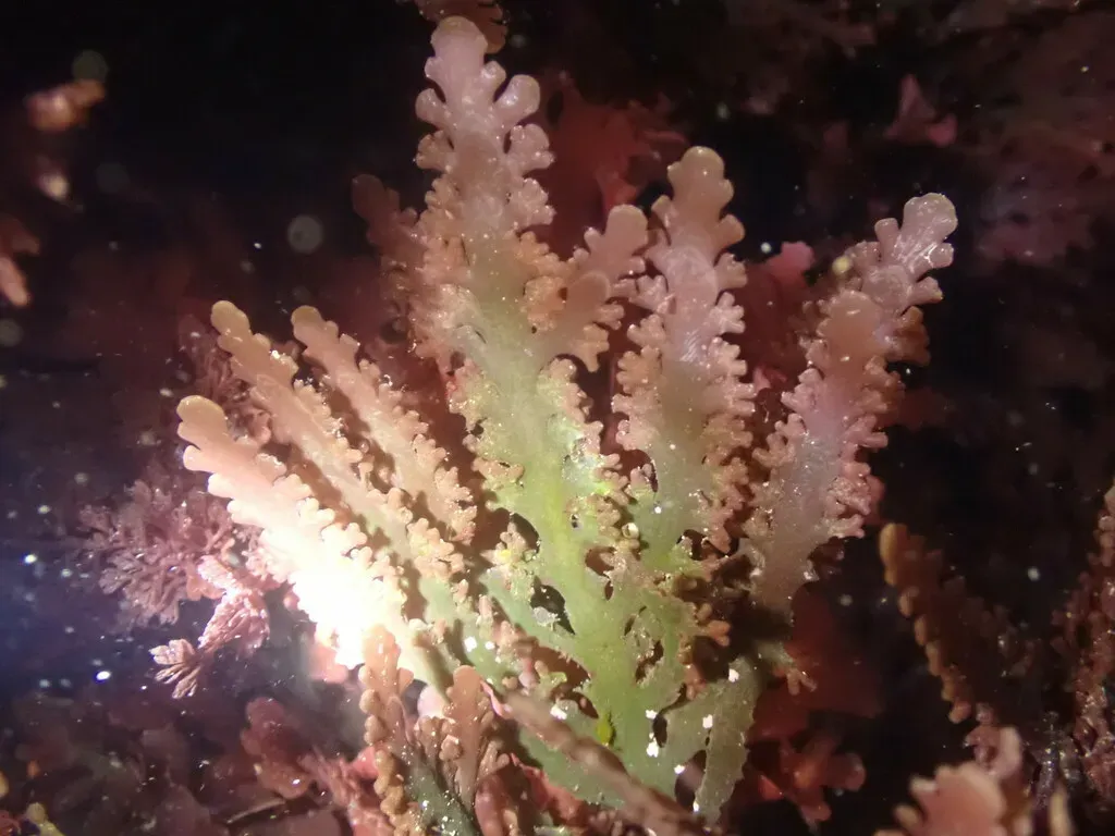 Spectacular Osmundea