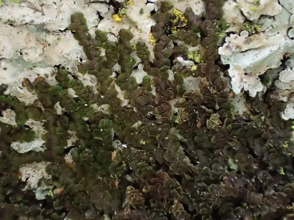 Frullania Variegata