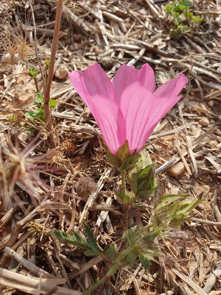 Soft-like Mallow