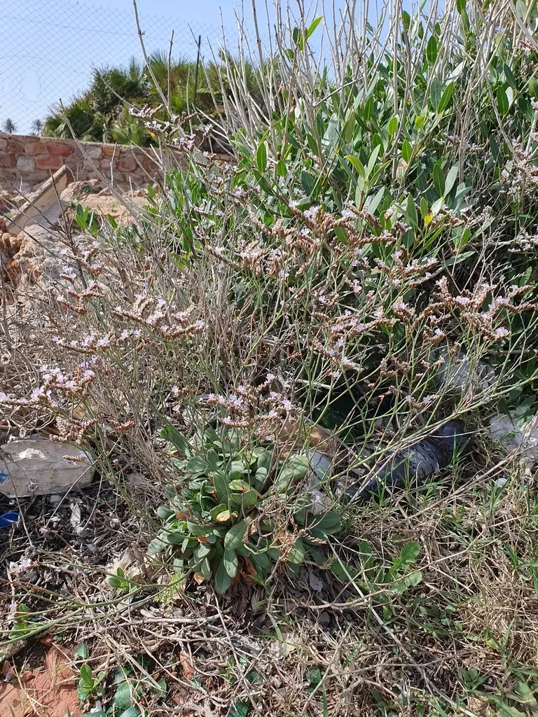 Limonium Gougetianum