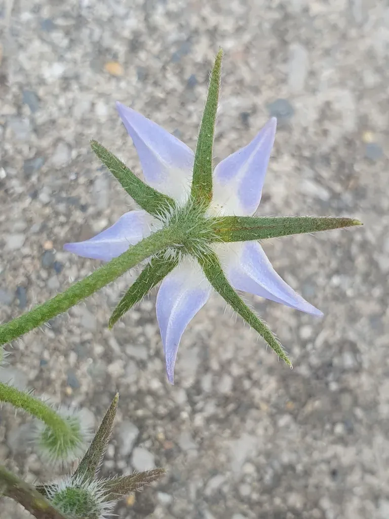 Borago Longifolia