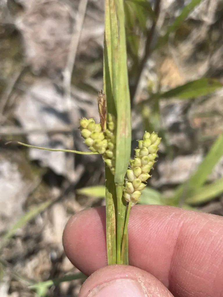 Limestone Meadow Sedge