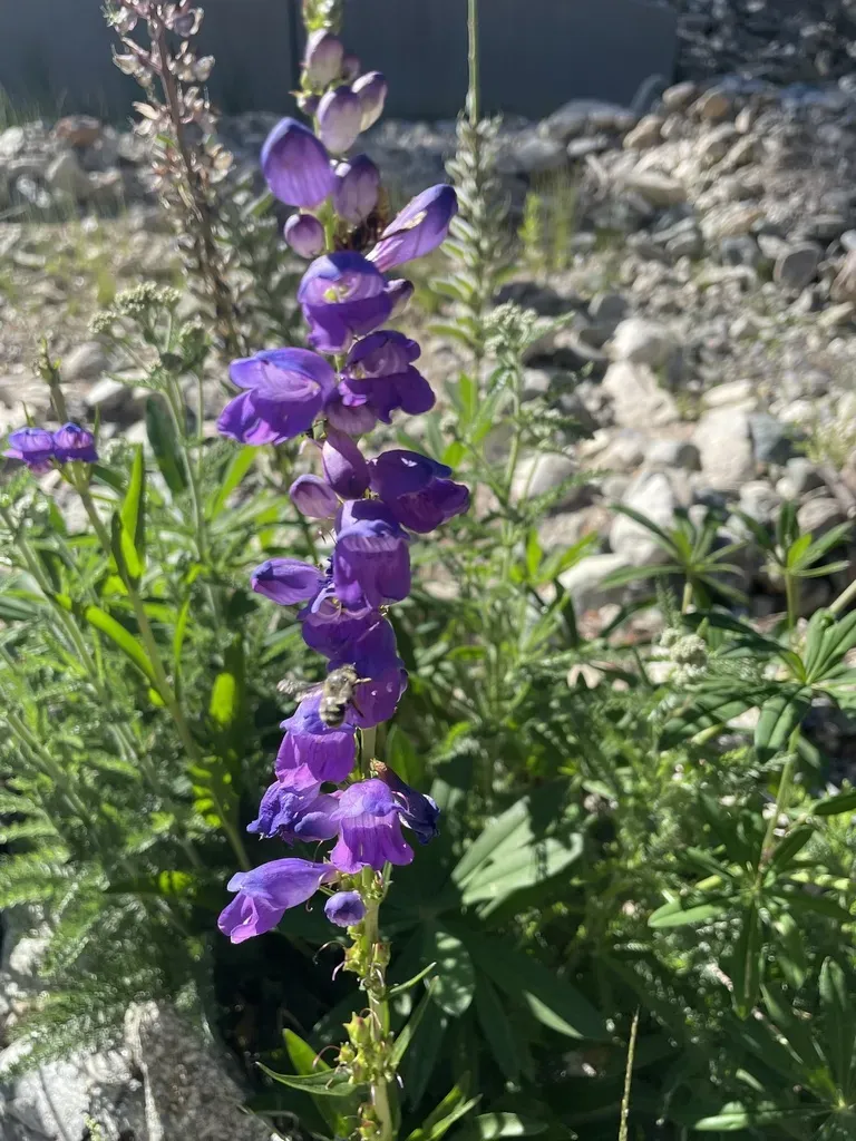 Mount Graham Beardtongue