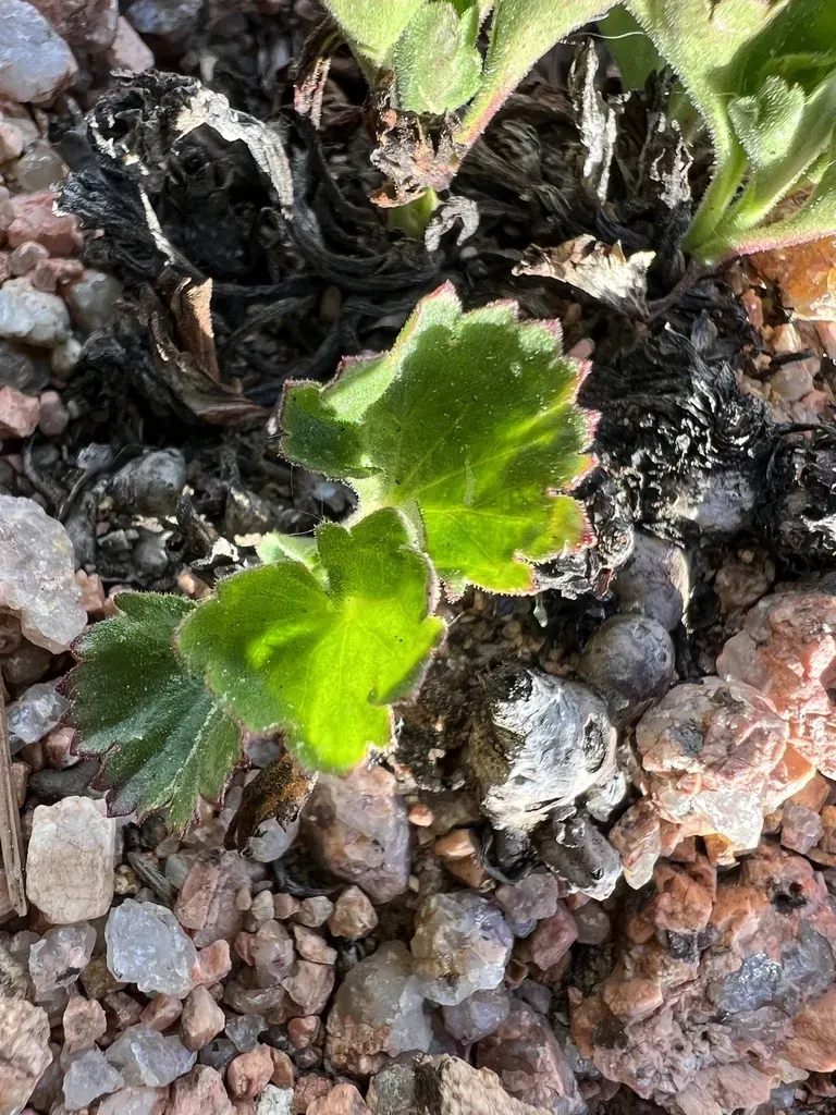 James’s False Saxifrage