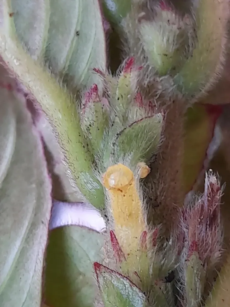 Columnea Spathulata