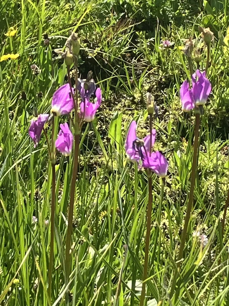Sierra Shooting Star