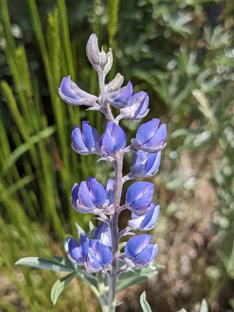 Kellogg's Spurred Lupine