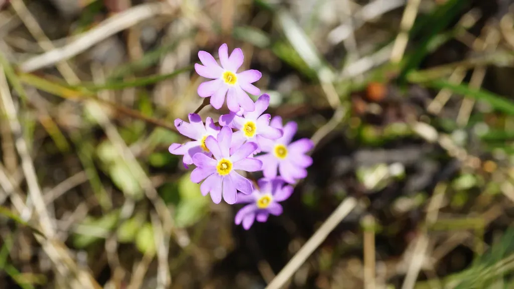 Primula Finmarchica