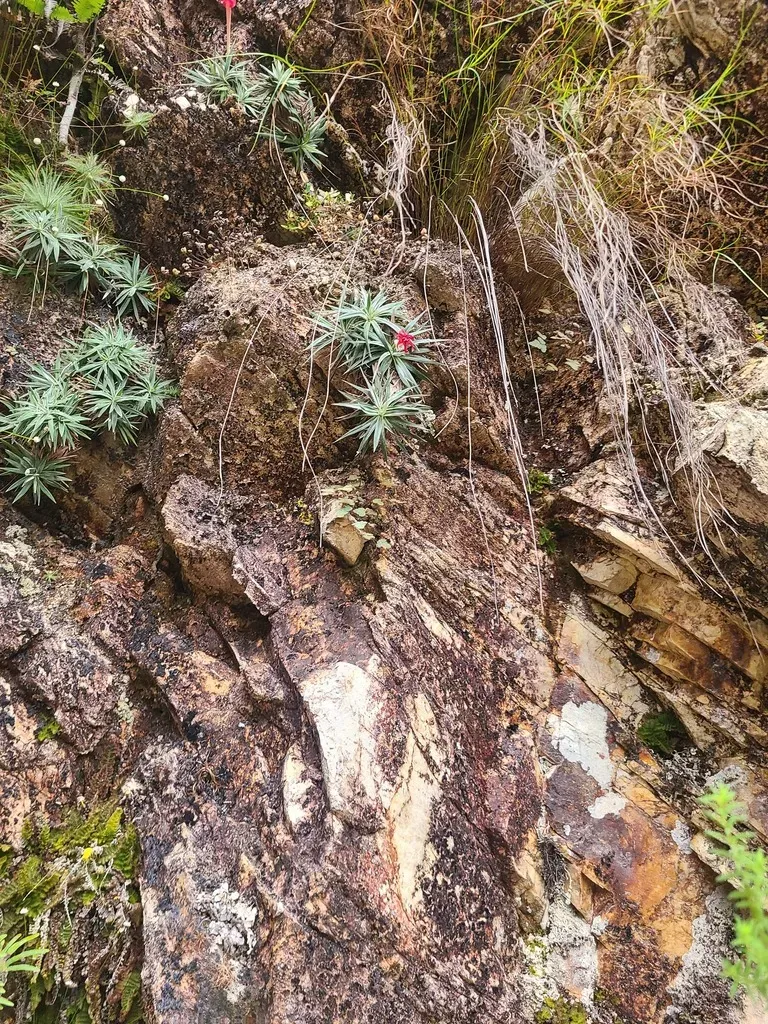 Barbacenia Pulverulenta