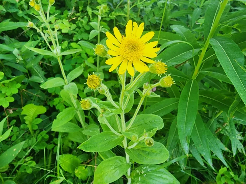 Chamisso Arnica