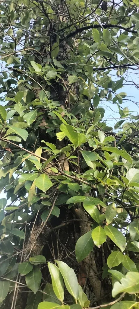 Serrate-leaved Hydrangea