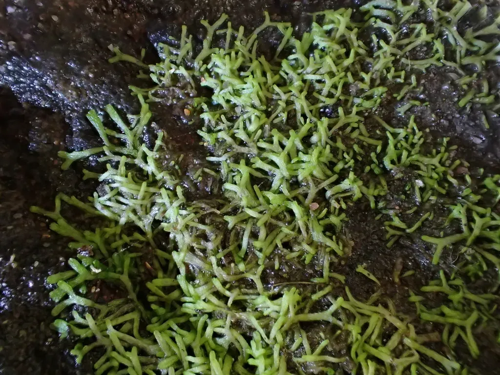 Aquatic Crystalwort
