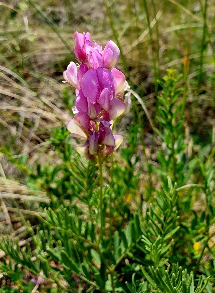 Hedysarum Razoumovianum