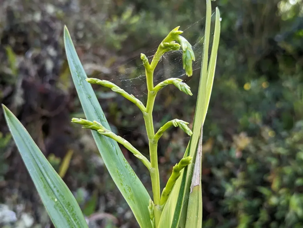 Epidendrum Orthocaule
