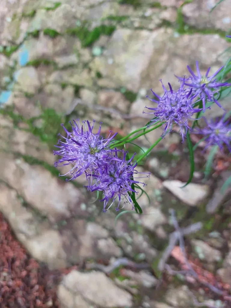 Scheuchzer's Rampion