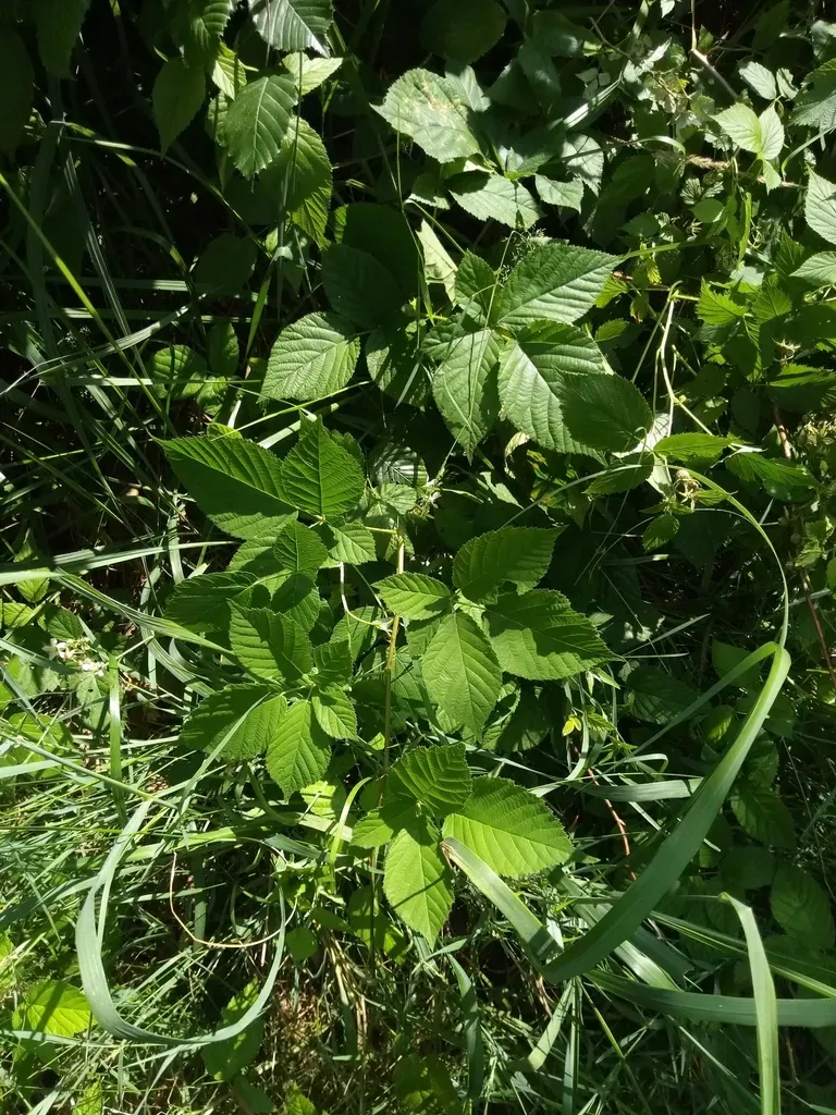 Rubus Chaerophyllus