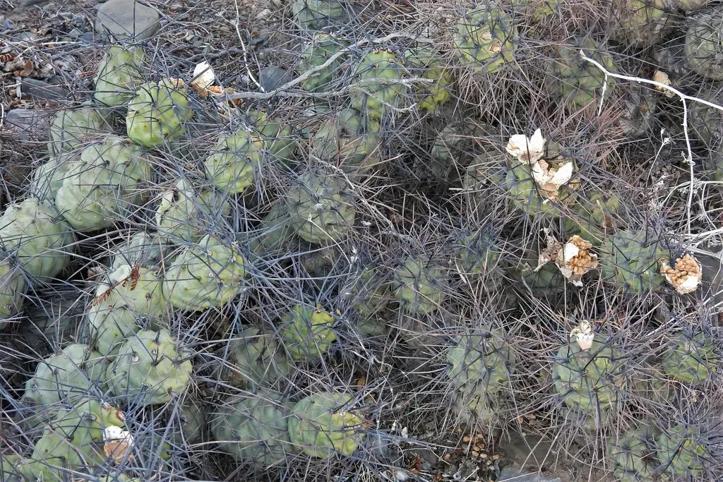 Tephrocactus Aoracanthus