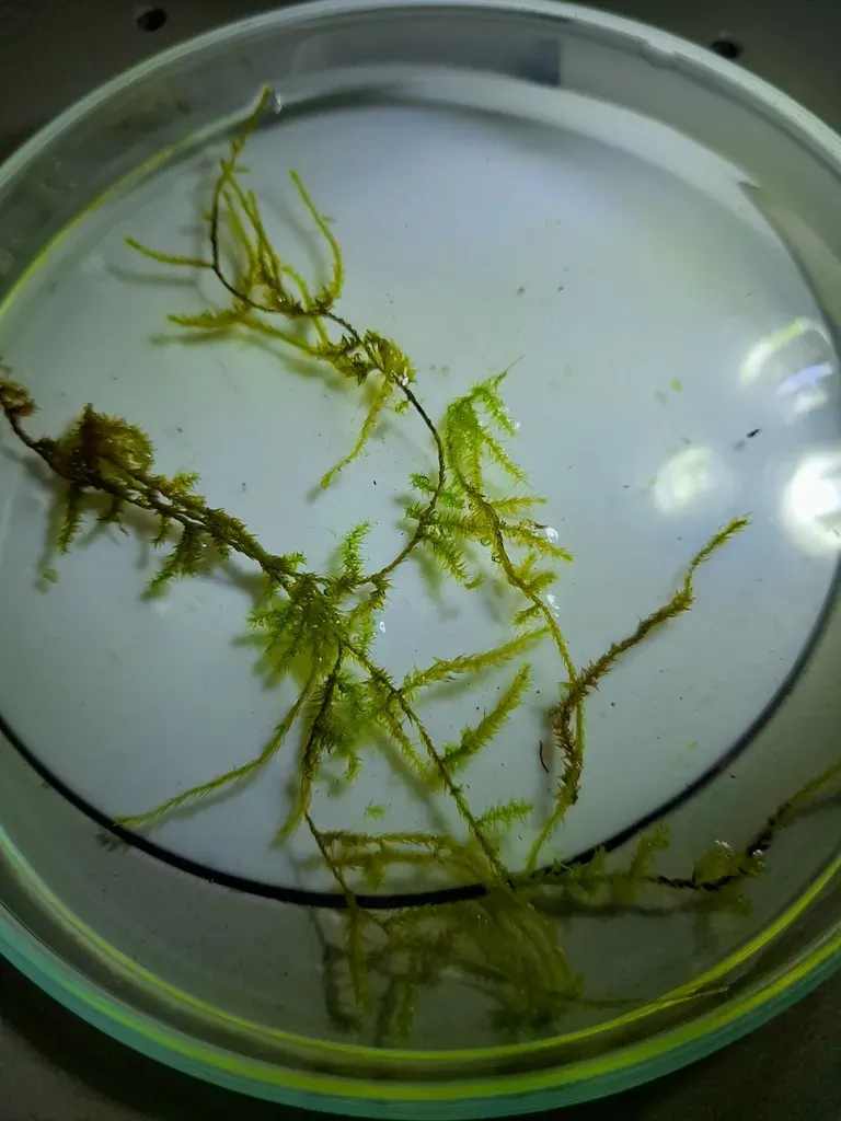 Eurhynchium Remotifolium