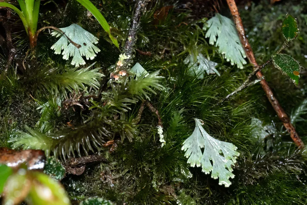 Hymenophyllum Pallidum