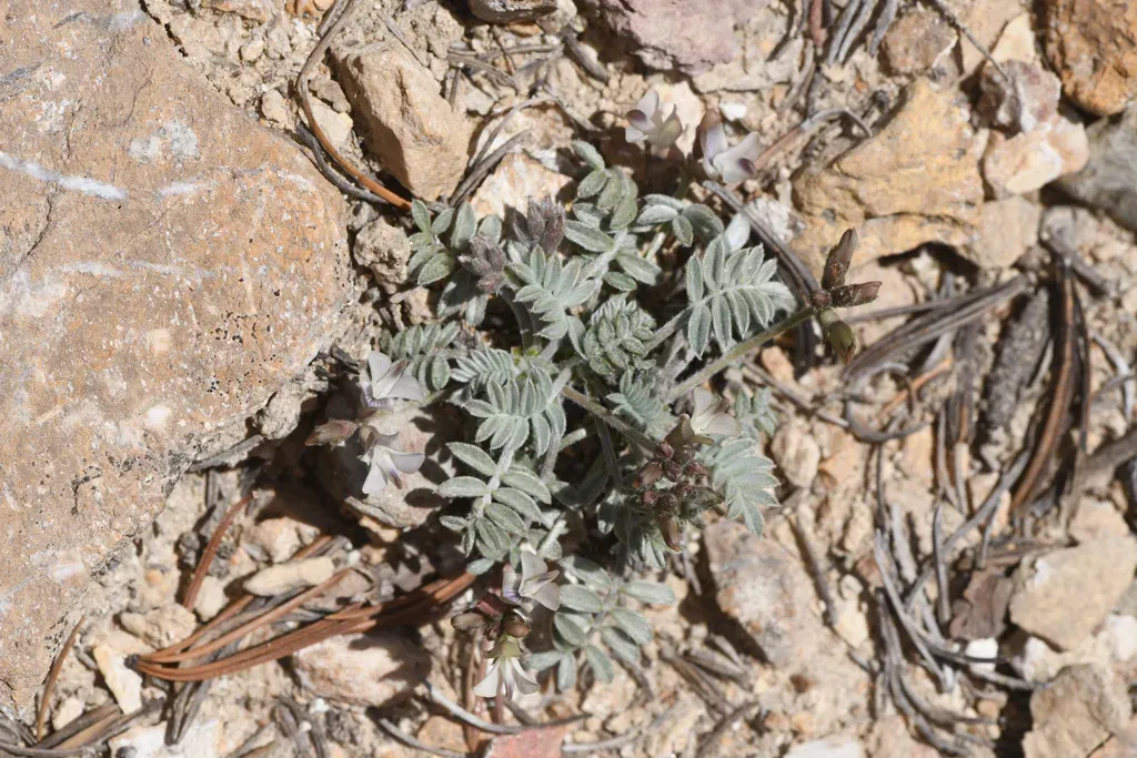 Broad-keeled Milkvetch
