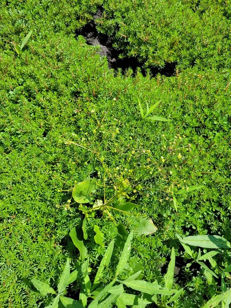 Alisma × Bjoerkqvistii