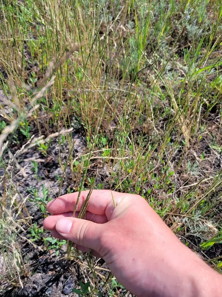 Pholiurus Pannonicus