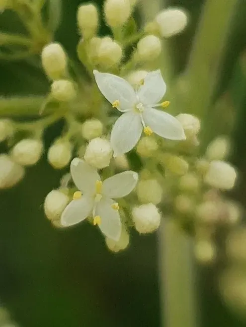 Tunisian Bedstraw