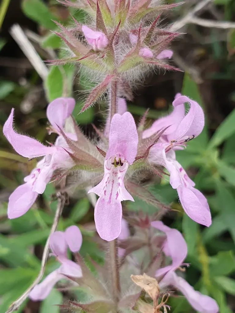 Stachys Duriaei