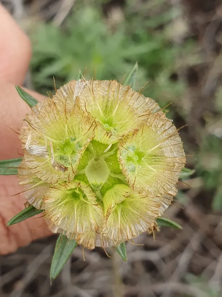 Star Scabious