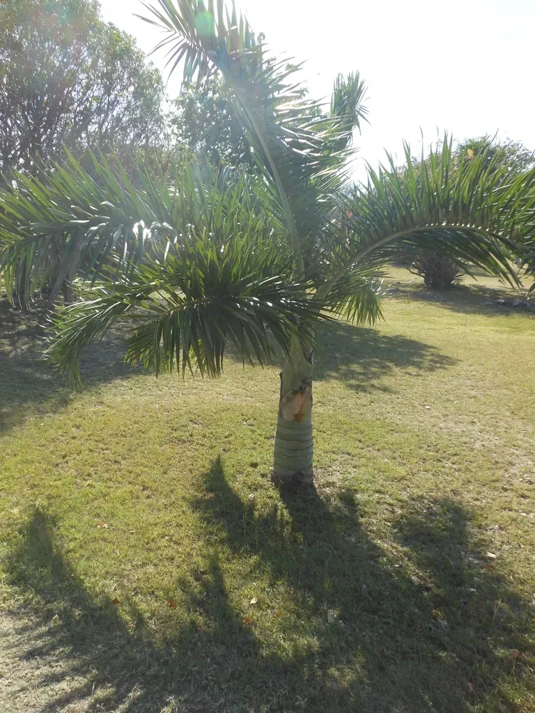Florida Cherry Palm