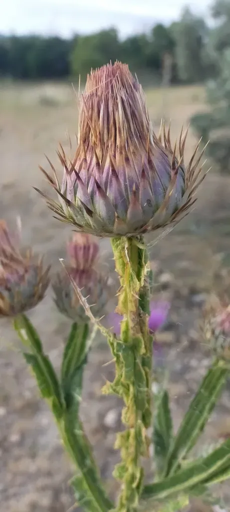 Moor's Cotton Thistle