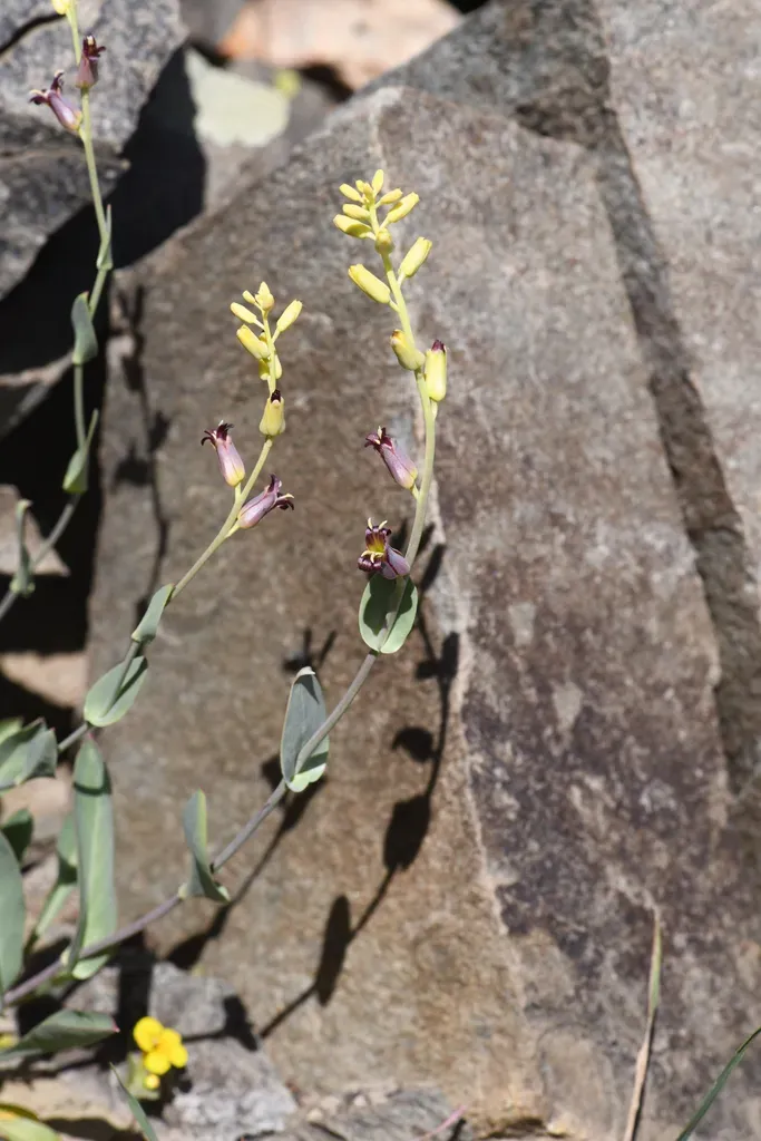 Masonic Mountain Jewelflower